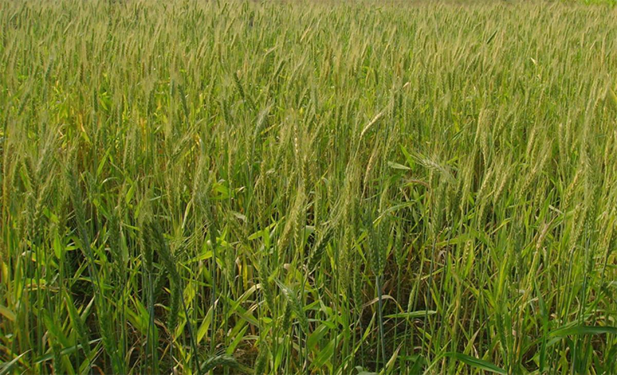 Crop patterns in India Part-I